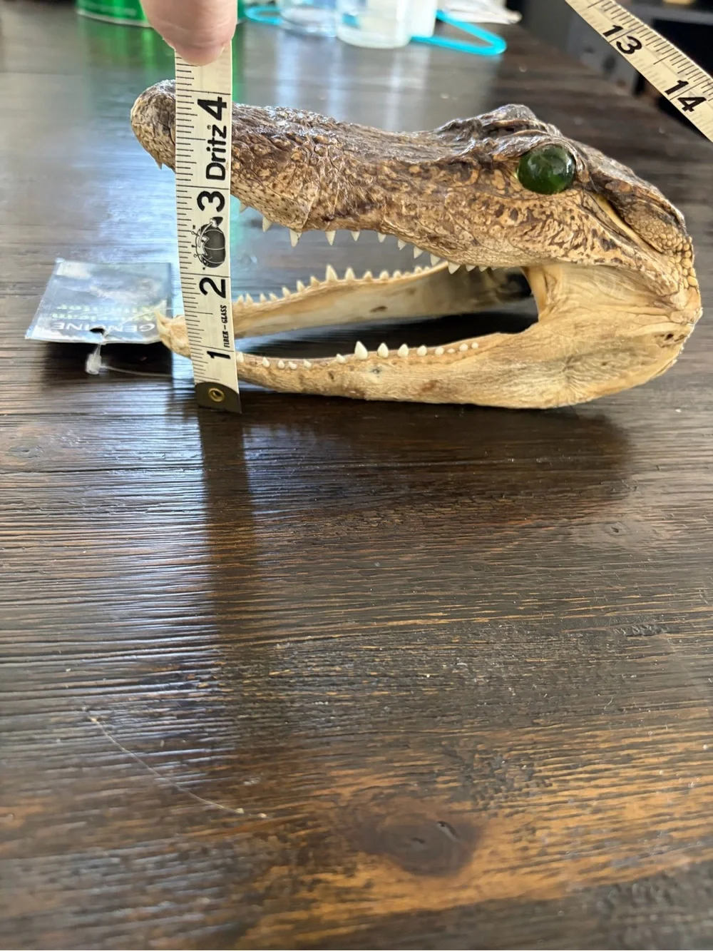 Genuine Alligator Skull Terrarium Accent - Brown with Green Eye